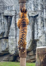上海野生动物园里的孟加拉虎