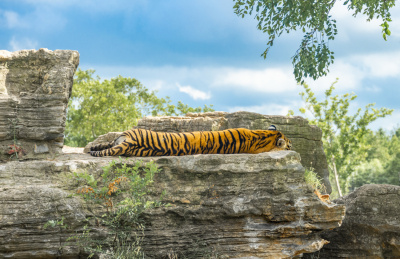 上海野生动物园里的孟加拉虎