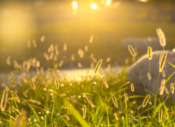 夕阳下温暖的逆光公园户外狗尾草草地和阳光光斑