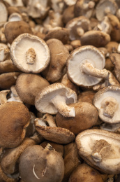 超市货架上摆放售卖的新鲜香菇