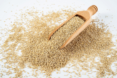 一木铲装满藜麦在白背景上 