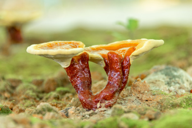 仿野生椴木灵芝的地面栽培