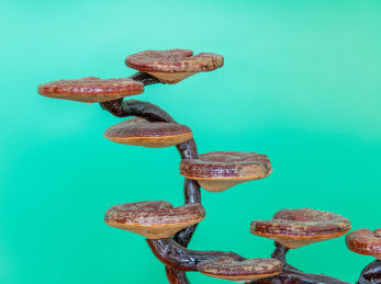 室内种植的真菌类药材——灵芝