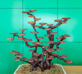 室内种植的真菌类药材——灵芝