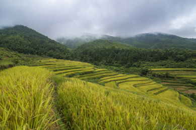 云雾笼罩下的山峦前起伏的稻谷梯田，中国福建龙财