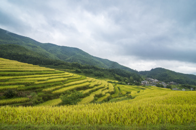 山坡稻谷梯田及远处的小村落，中国福建武平