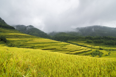 云雾缭绕的山峦及成片的黄色稻谷梯田，中国福建武平