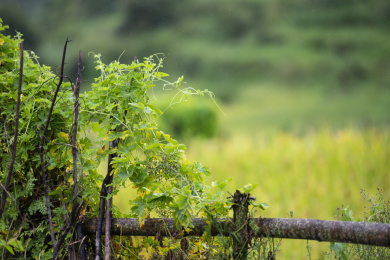 稻田前攀爬着苦瓜植株的栏架，中国福建武平