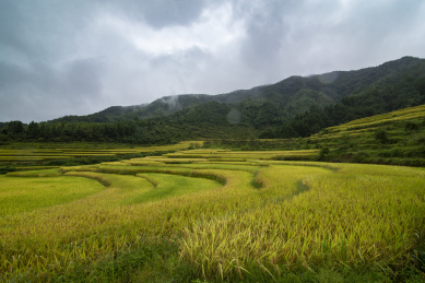 成片弧形的稻谷梯田，中国福建武平梧地