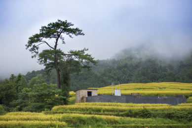 云雾笼罩的山前一棵大树和几丘稻谷梯田，中国福建