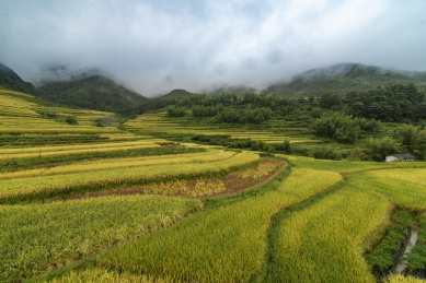 云雾缭绕的山前成片黄绿相间的稻田，中国福建武平梧地