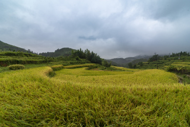 几丘弧形的种有稻谷的梯田，中国福建武平梧地