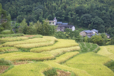 山边几丘成熟的稻田及远处零星的房屋，中国福建武平梧地