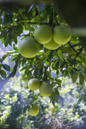 挂着累累硕大的接近成熟的柚子果实的果园