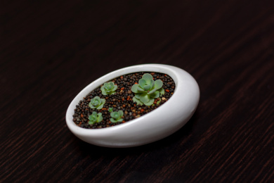 深色背景上的多肉植物特写镜头，子持莲华