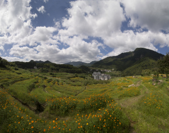蓝天白云下山峰前的梯田上种满格桑花，中国福建龙岩江山