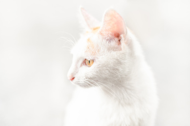 一只张望的白色可爱小猫咪