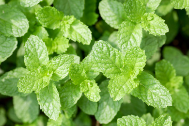 户外生长旺盛的绿薄荷特写俯视