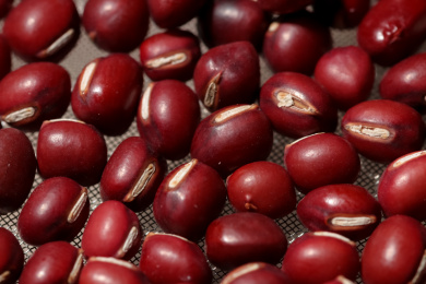 杂粮红小豆特写adzuki beans