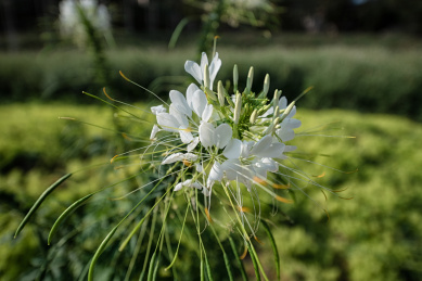 重庆涪陵大木花谷自然风光
