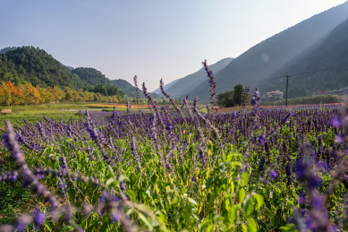 重庆涪陵大木花谷自然风光