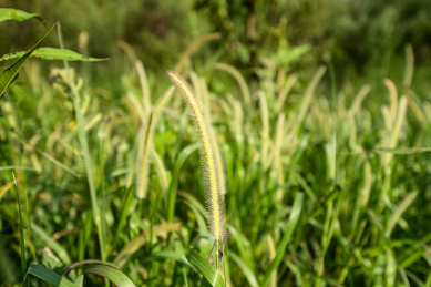 重庆涪陵大木花谷自然风光