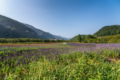 重庆涪陵大木花谷自然风光