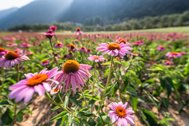 重庆涪陵大木花谷自然风光