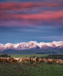 中国新疆伊犁喀拉峻草原春季风光