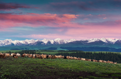 中国新疆伊犁喀拉峻草原春季风光
