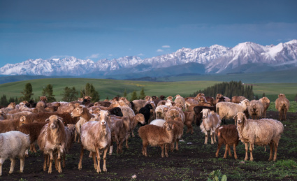 中国新疆伊犁喀拉峻草原春季风光