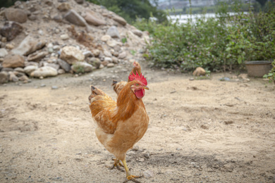 一只鸡在户外的空地上觅食