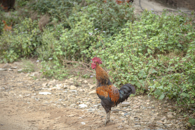 一只棕红色的公鸡在昂首打鸣