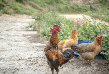 一只棕红色的公鸡在昂首打鸣