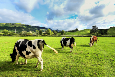 新西兰爱歌顿皇家牧场里正在草地上吃草的奶牛