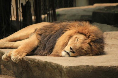 早上好,沉睡的狮子图片