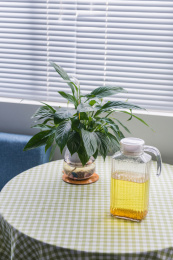 百叶窗前的沙发和摆放有白掌绿植和荞麦茶的茶几