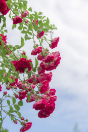 花园里的攀援植物——红色的蔷薇