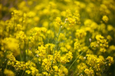田园里盛开的小黄花油菜花
