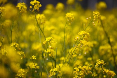 公园里盛开的小黄花油菜花