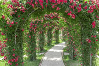 中国四川省成都市花舞人间景区的红蔷薇花园