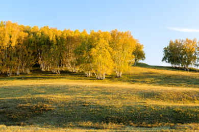 中国内蒙古自治区乌兰布统草原白桦林秋色