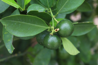 橘树上的几颗未熟的深绿色橘子