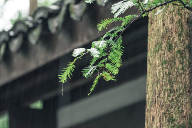 雨中的老房子屋檐和青绿色的植物