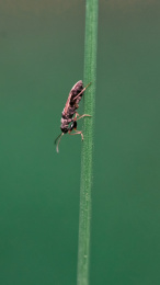 一只在植物花径上爬的蚂蚁