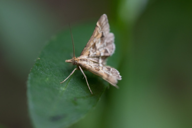 一只在绿色叶子上栖息的飞蛾