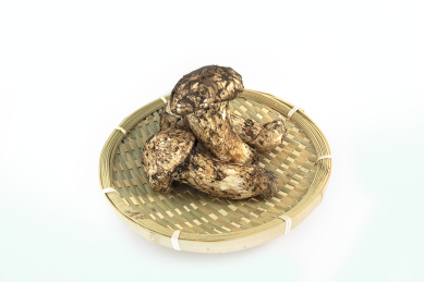 白背景簸箕里面装的新鲜松茸食材
