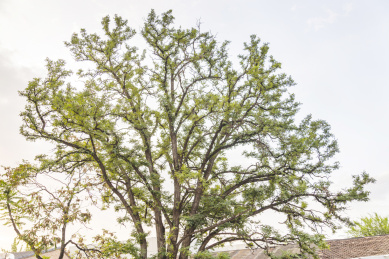 秋天夕阳下北京798艺术区的大树