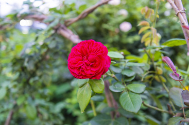  秋天傍晚下的室外红色蔷薇花