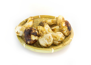 白背景圆形竹筐里的新鲜松茸食材